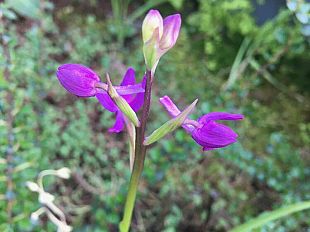 orchidee-spontanee-sul-tetto-dellospedale-di-prato-bellezza-e-speranza