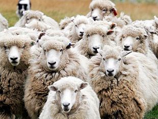 crisi-del-latte-ovino-in-toscana-i-pastori-si-mobilitano