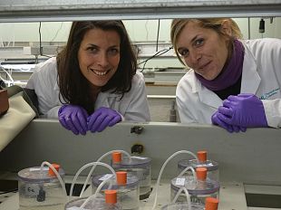 ipossia-e-acidificazione-i-killer-del-mare