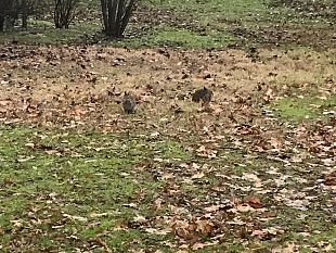 liberato-dagli-abusivi-il-torrino-di-villa-strozzi