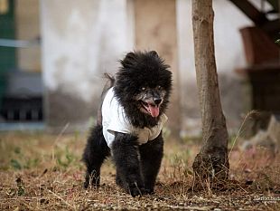 sabato-17-dicembre-cicci-il-cane-piu-anziano-del-mondo-sara-a-firenze