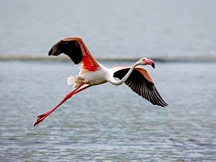 in-toscana-lo-spettacolo-del-fenicottero-rosa