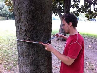 expo-rurale-2014-alle-cascine-alberi-sotto-controllo