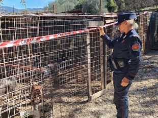 contrasto-al-fenomeno-diffuso-del-combattimento-tra-animali