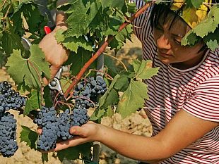 il-brunello-di-castiglion-del-bosco