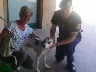 careggi-cane-chiuso-in-auto-sotto-al-sole-vigilanza-lo-salva