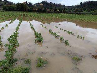 danni-da-maltempo-sette-mila-ettari-coltivabili-sottacqua