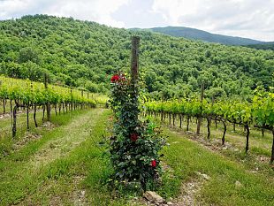 castello-di-albola-il-valore-delle-differenze-di-radda-in-chianti