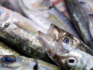 la-stagionalita-del-pesce-dimenticato-se-ne-parla-sabato-al-caffe-de-la-versiliana