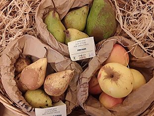 agrobiodiversita-in-toscana-la-salvaguardia-di-varieta-che-rischiano-di-sparire