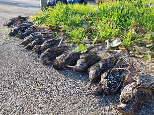 botti-di-capodanno-occhio-alla-strage-di-uccelli