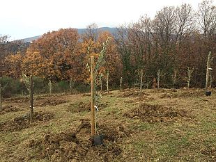 cimitero-di-trespiano-arrivano-gli-ulivi