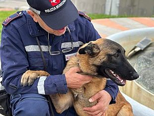 cani-antidroga-viola-e-sirio-ancora-a-segno