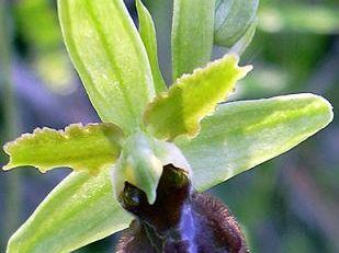 a803272221-visite-padule-di-fucecchio-e-colle-di-monsummano