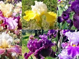 giardino-delliris-che-spettacolo