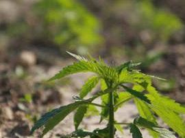 cannabis-a-firenze-semi-a-richiesta-e-corso-di-coltivazione-in-piazza