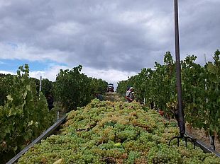 la-vendemmia-della-vernaccia-di-san-gimignano-inizia-sotto-il-sole-di-agosto