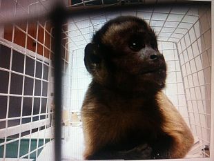 salvata-scimmietta-che-scorrazzava-sullaurelia