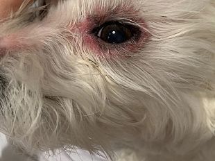 la-rogna-demodettica-nel-cane-cosa-e-e-come-prevenirla
