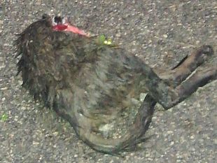 pistoia-lupi-a-san-giorgio-sbranano-cani-e-gatti