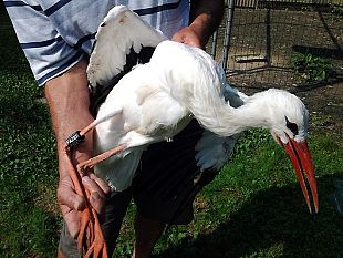 liberata-cicogna-al-centro-cicogne-di-racconigi