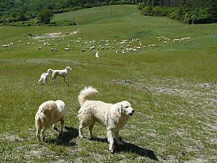 emergenza-ungulati-anche-a-fiesole