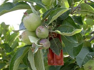 b004302356-insetti-dannosi-nei-frutteti-si-usano-feromoni-sessuali-femminili