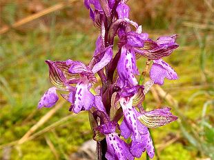 b303311105-visite-guidata-le-orchidee-del-colle-di-monsummano