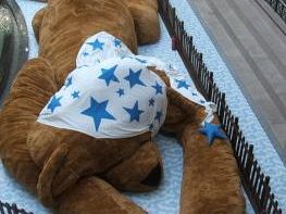 b008061833-l-orso-piu-grande-del-mondo-ai-gigli-di-campi-bisenzio