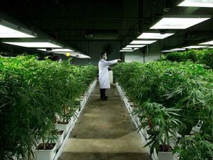 cannabis-a-firenze-aumento-della-produzione-potrebbe-azzerare-le-importazioni