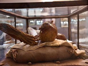 riapertura-specola-conto-alla-rovescia-21-febbraio-2024