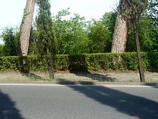 abbattimenti-in-viale-dei-colli-rispettato-il-codice-dei-beni-culturali-e-del-paesaggio