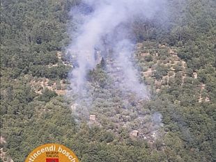 bosco-e-olivi-in-fiamme-a-tosi