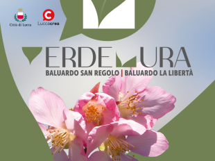 la-fioritura-dei-ciliegi