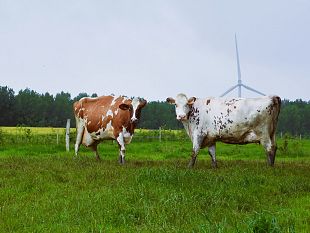 approvato-il-mercosur