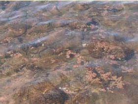 a808192257-situazione-sotto-controllo-per-la-fioritura-algale-lungo-il-litorale-massese