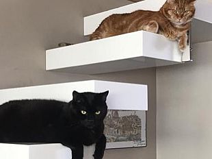 oggi-e-il-gatto-nero-day