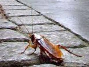 firenze-interventi-per-contrastare-la-diffusione-delle-blatte