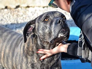 polizia-campagna-contro-labbandono-dei-cani-i