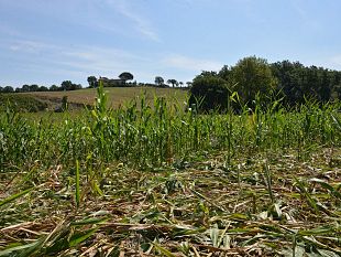 agricoltura-toscana-aziende-e-lavoratori-con-lincubo-ungulati