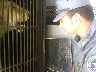 tigre-e-leone-sequestrati-da-circo-arrivano-in-toscana