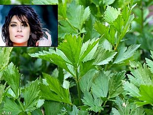 buono-a-sapersi-in-toscana-tutti-i-segreti-del-prezzemolo-con-elisa-isoardi