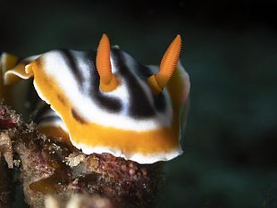 scienza-verso-la-tropicalizzazione-del-mediterraneo