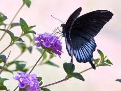 farfalle-a-firenze-una-butterfly-house-con-centinaia-di-esemplari-rari