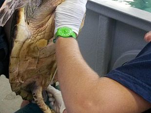 caretta-caretta-mercoledi-22-incontro-a-rosignano-e-poi-esame-del-nido-allelba