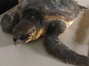 tartaruga-spiaggiata-segnalata-da-un-cittadino-a-catagneto-carducci