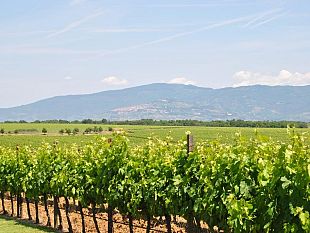 partita-la-vendemmia-nel-2015-e-la-raccolta-piu-in-anticipo-degli-ultimi-20-anni