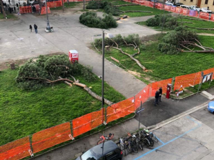 abbattuti-alcuni-pini-di-piazza-della-vittoria