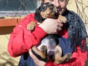 cuccioli-cercano-casa