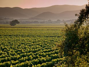 alla-ricerca-di-cassiopea-in-tenuta-poggio-al-tesoro